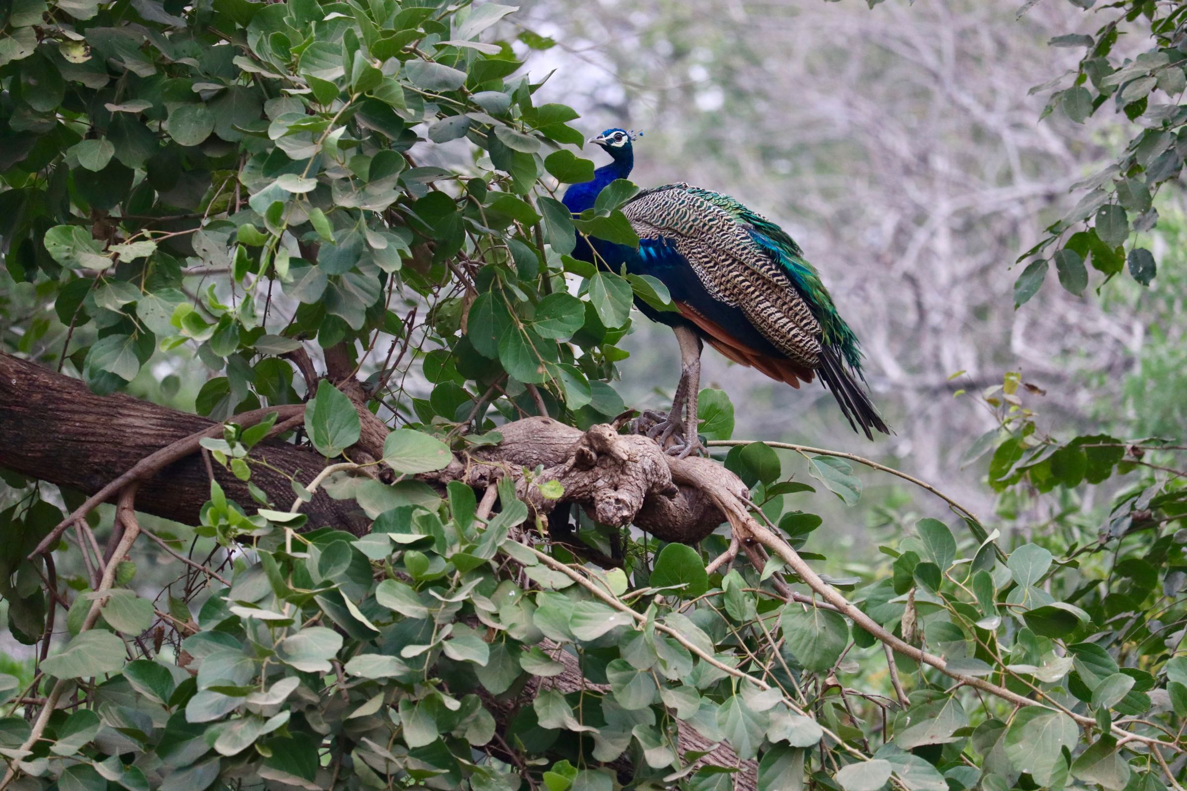 Blauer Pfau, Ranthambhore-Nationalpark, Indien