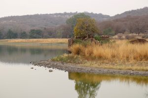 Landschaft im Ranthambhore-Nationalpark, Indien