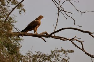 Raubadler, Ranthambhore-Nationalpark, Indien