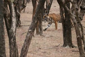 Königstiger, Ranthambhore-Nationalpark, Indien
