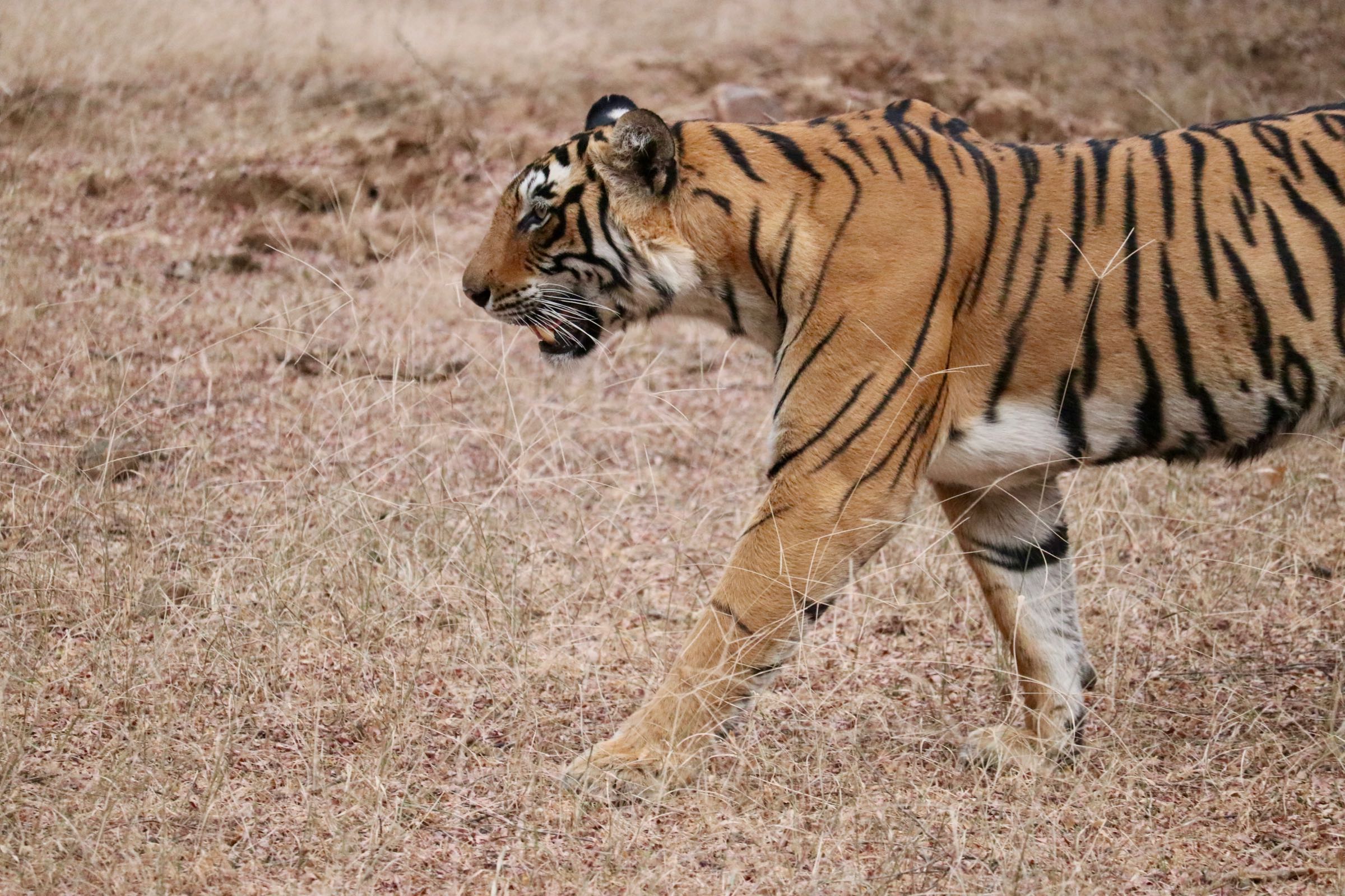 Königstiger, Ranthambhore-Nationalpark, Indien
