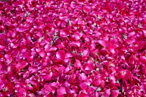 Rosenblätter, Bundi, Indien