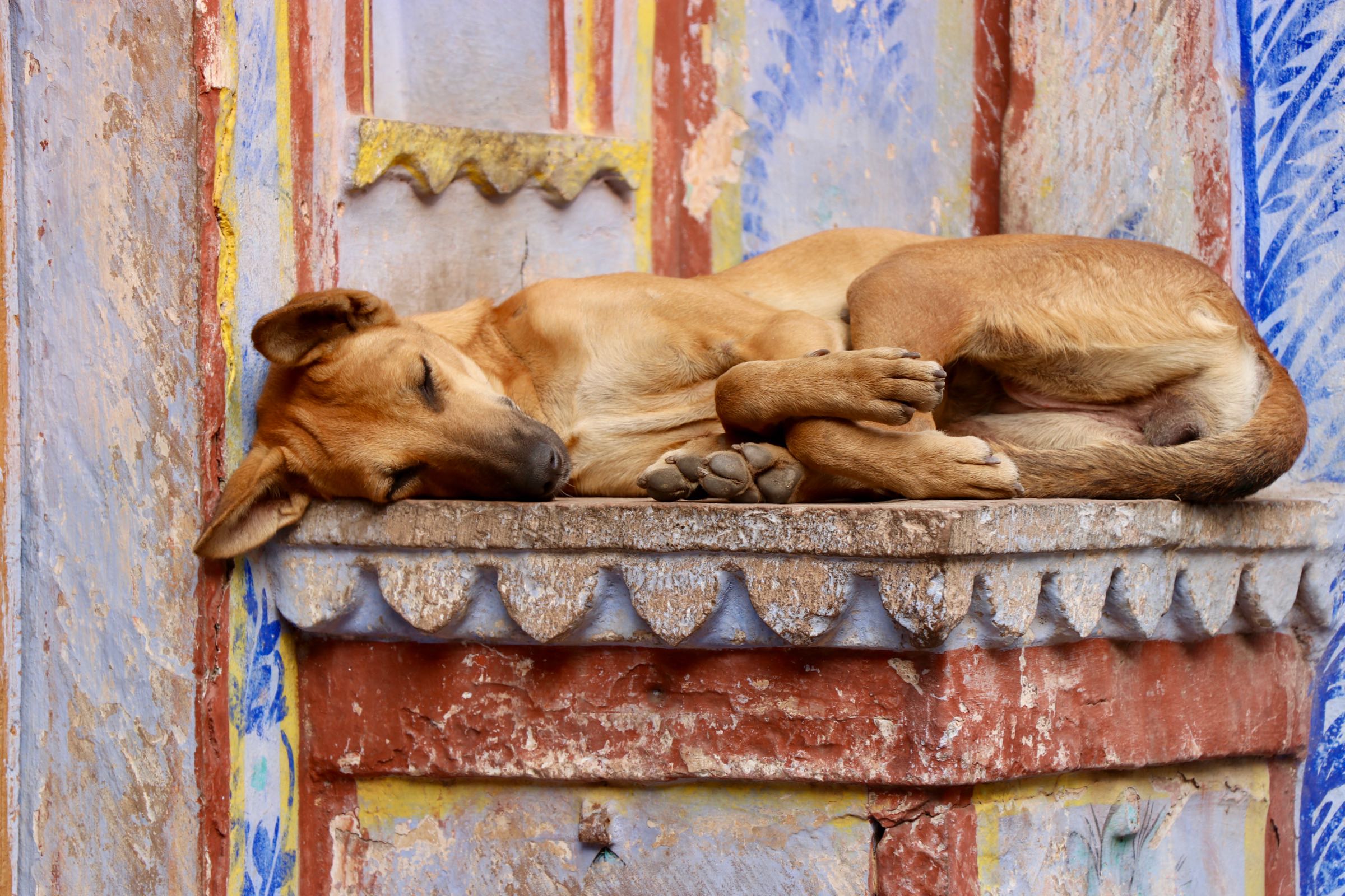 Hund in Bundi, Indien