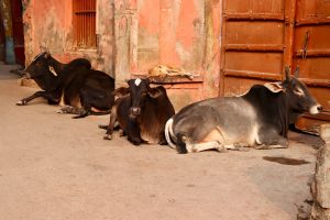 Rinder in Bundi, Indien