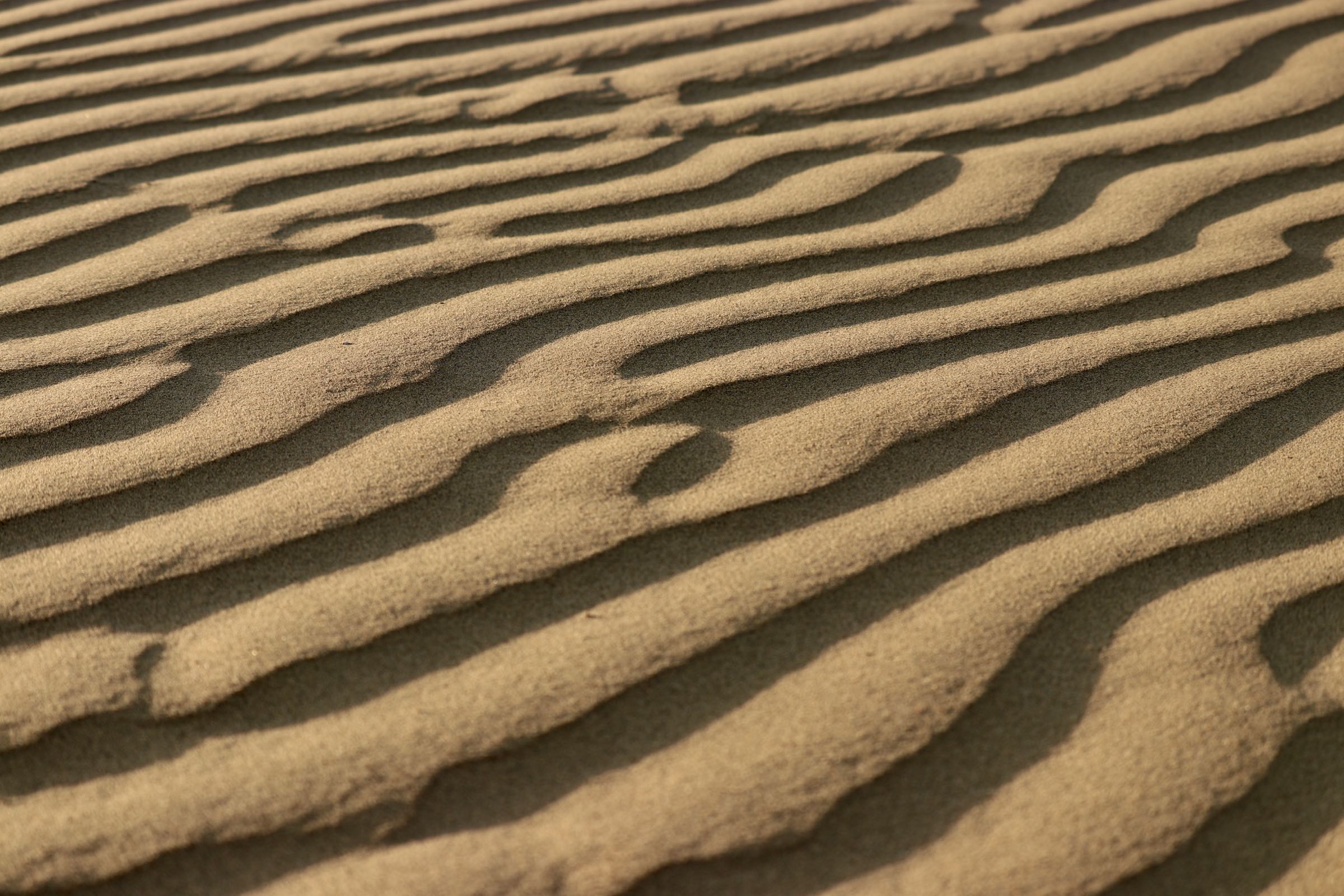 Sand in der Thar, Indien