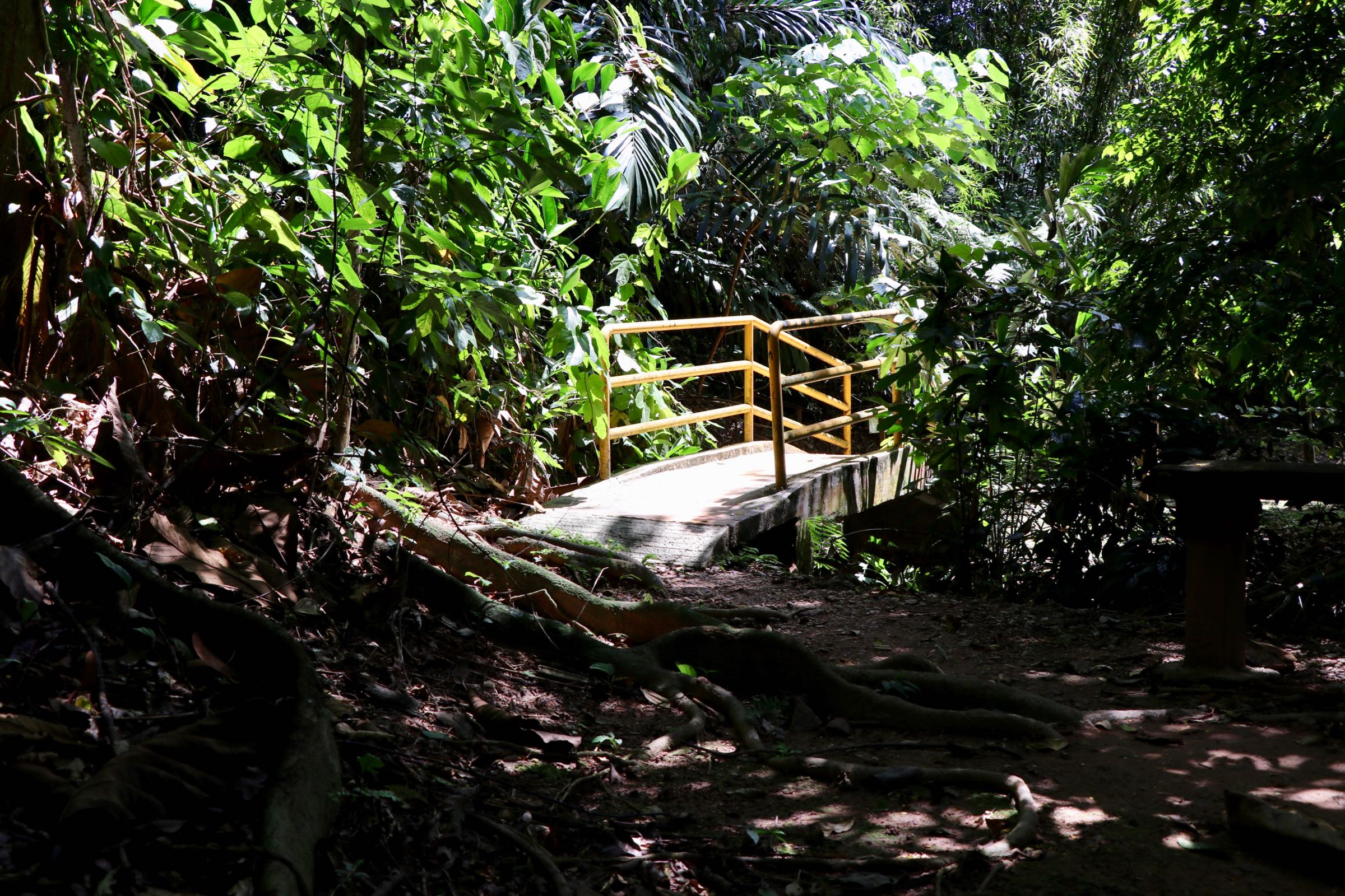 Pfad im KL Forest Eco Park, Kuala Lumpur, Malaysia