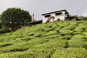 Teeplantage in den Cameron Highlands, Malaysia