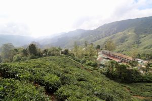 Teeplantage in den Cameron Highlands, Malaysia