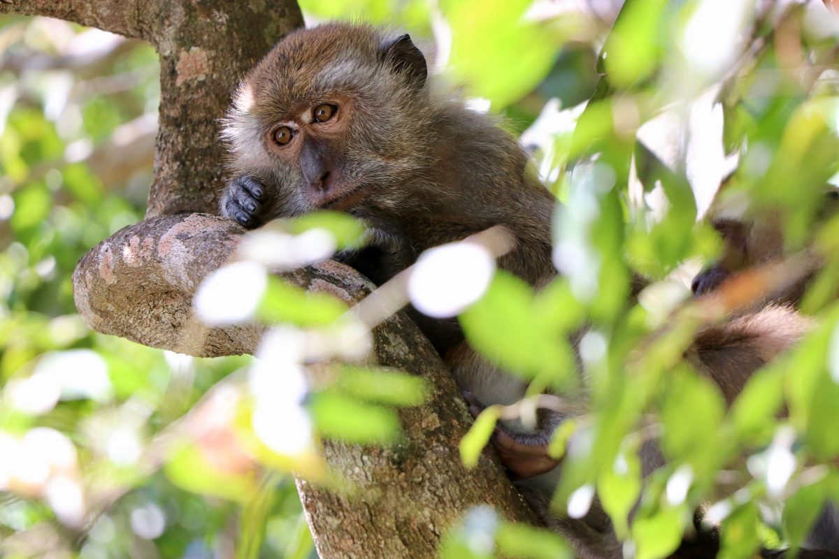 Javaneraffe, Langkawi, Malaysia • Jamane