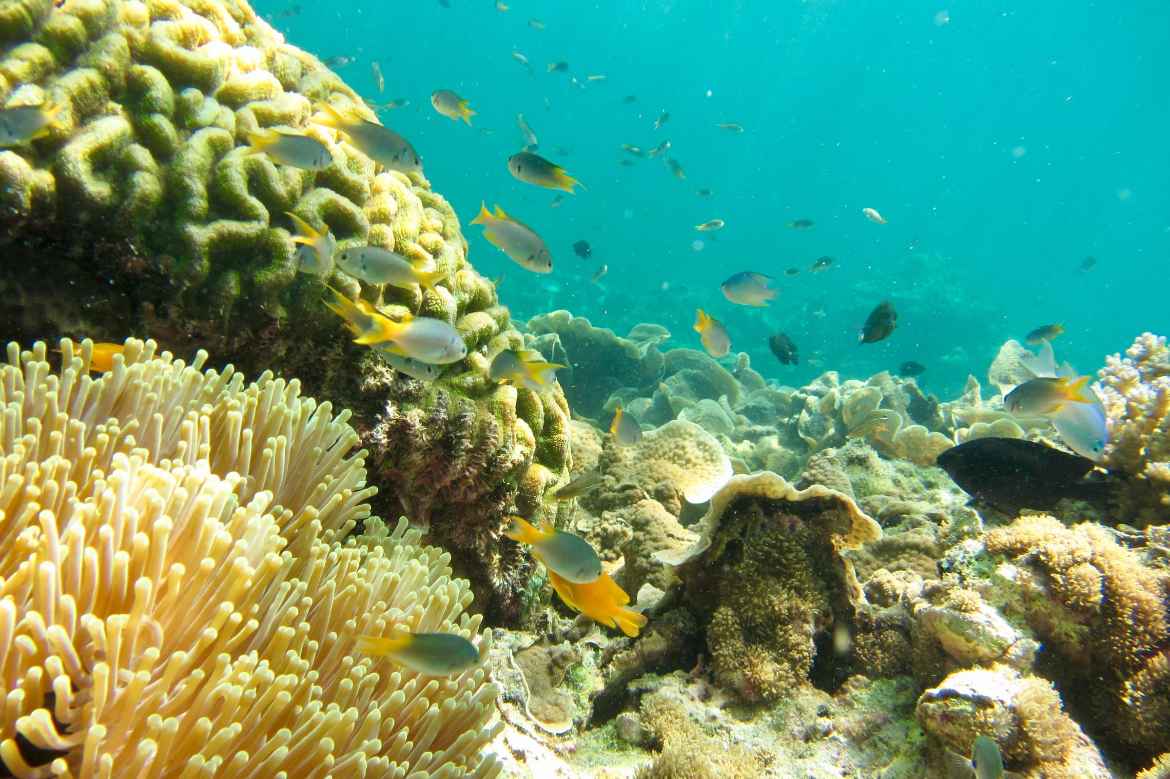 Korallenriff im Nationalpark Tarutao, Thailand