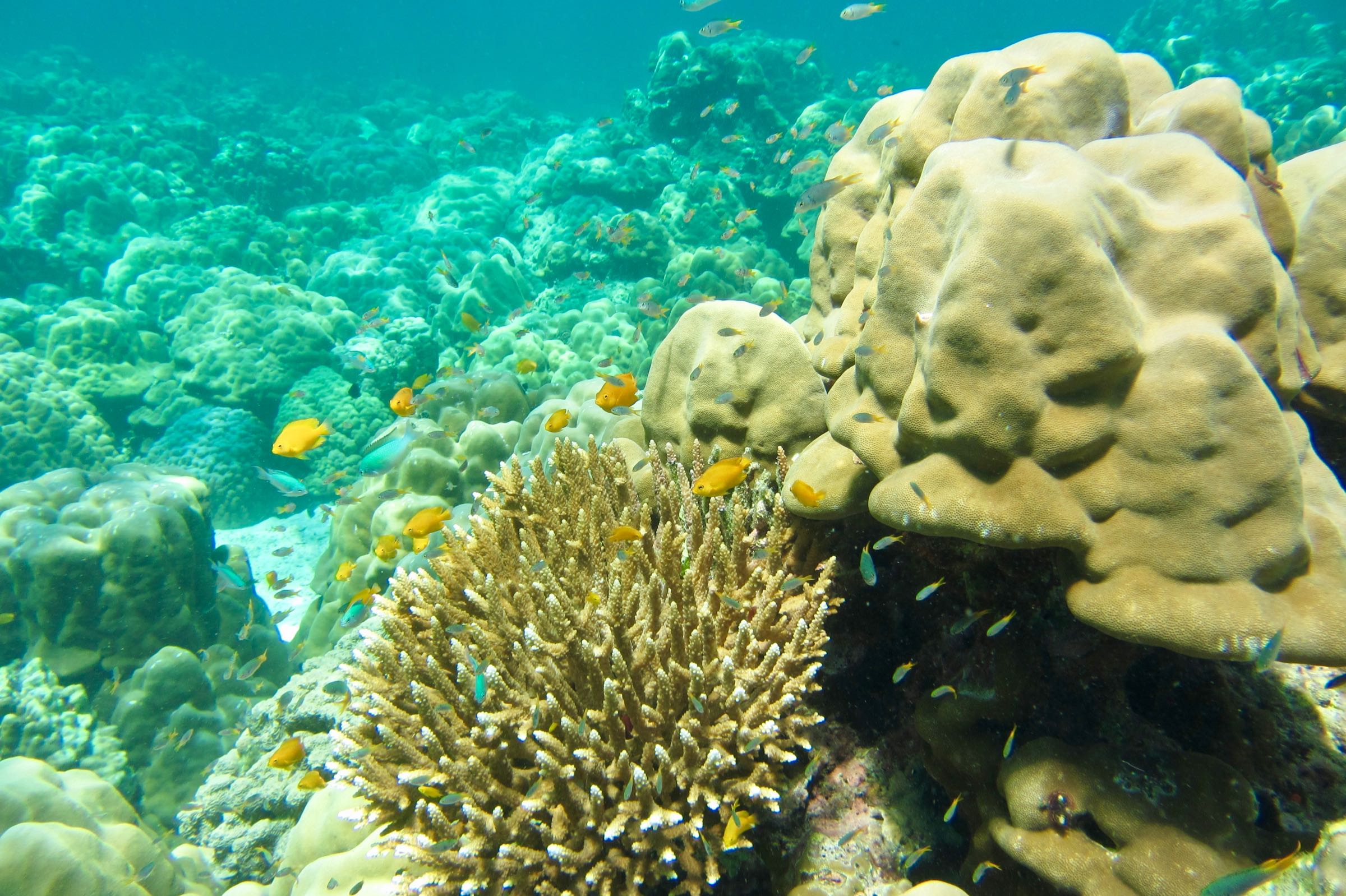 Korallenriff, Ko Rok, Thailand