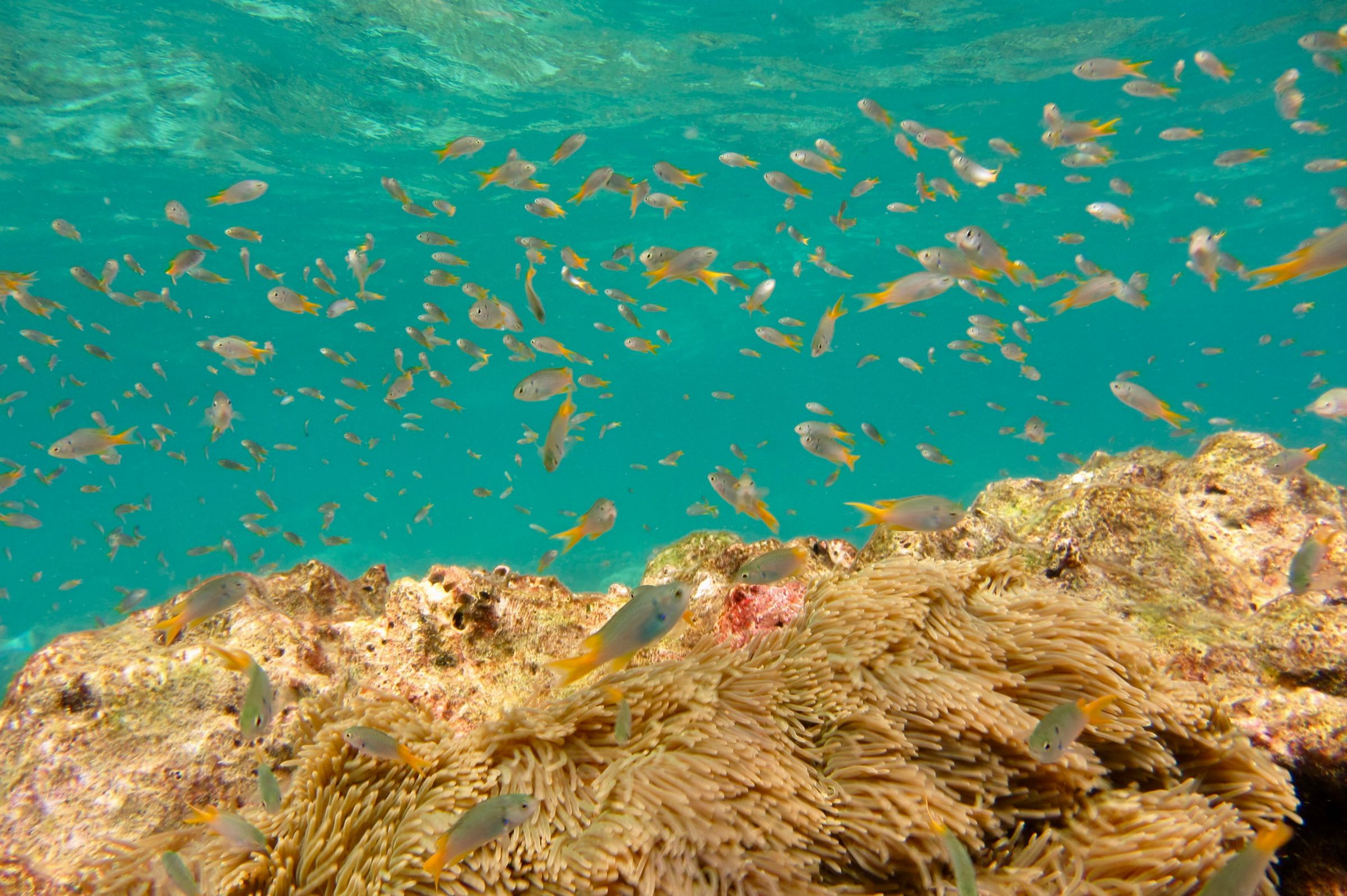 Korallenriff auf Ko Phi Phi Leh, Thailand