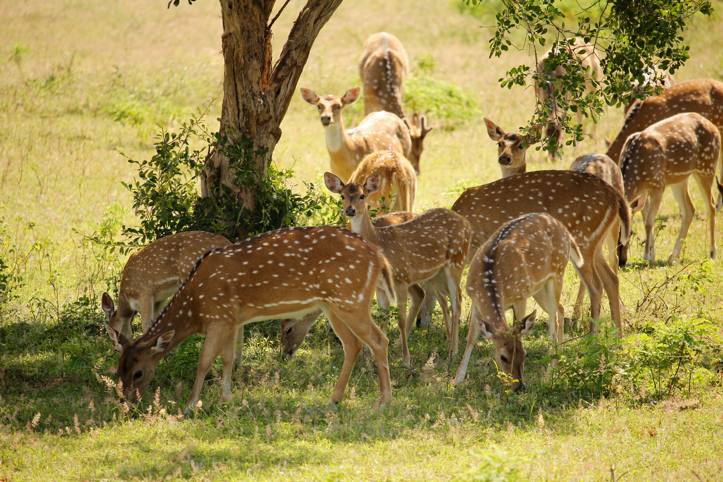 Axishirsche, Yala-Nationalpark, Sri Lanka