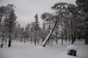 Winter im Lemmenjoki-Nationalpark, Lappland, Finnland