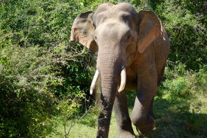 Elefant, Yala-Nationalpark, Sri Lanka