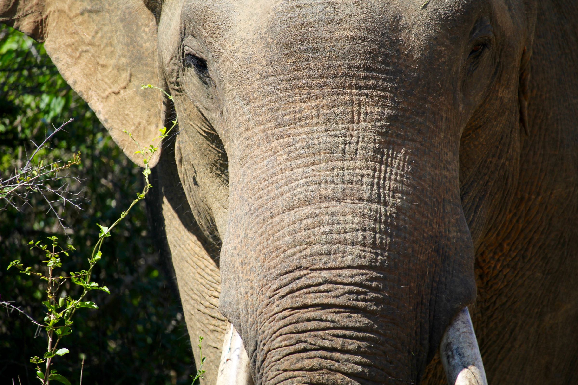 Elefant, Yala-Nationalpark, Sri Lanka