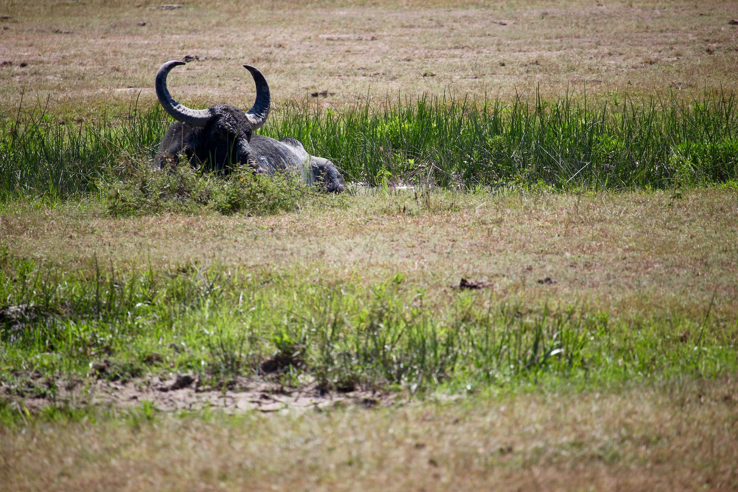 Wasserbüffel, Yala-Nationalpark, Sri Lanka