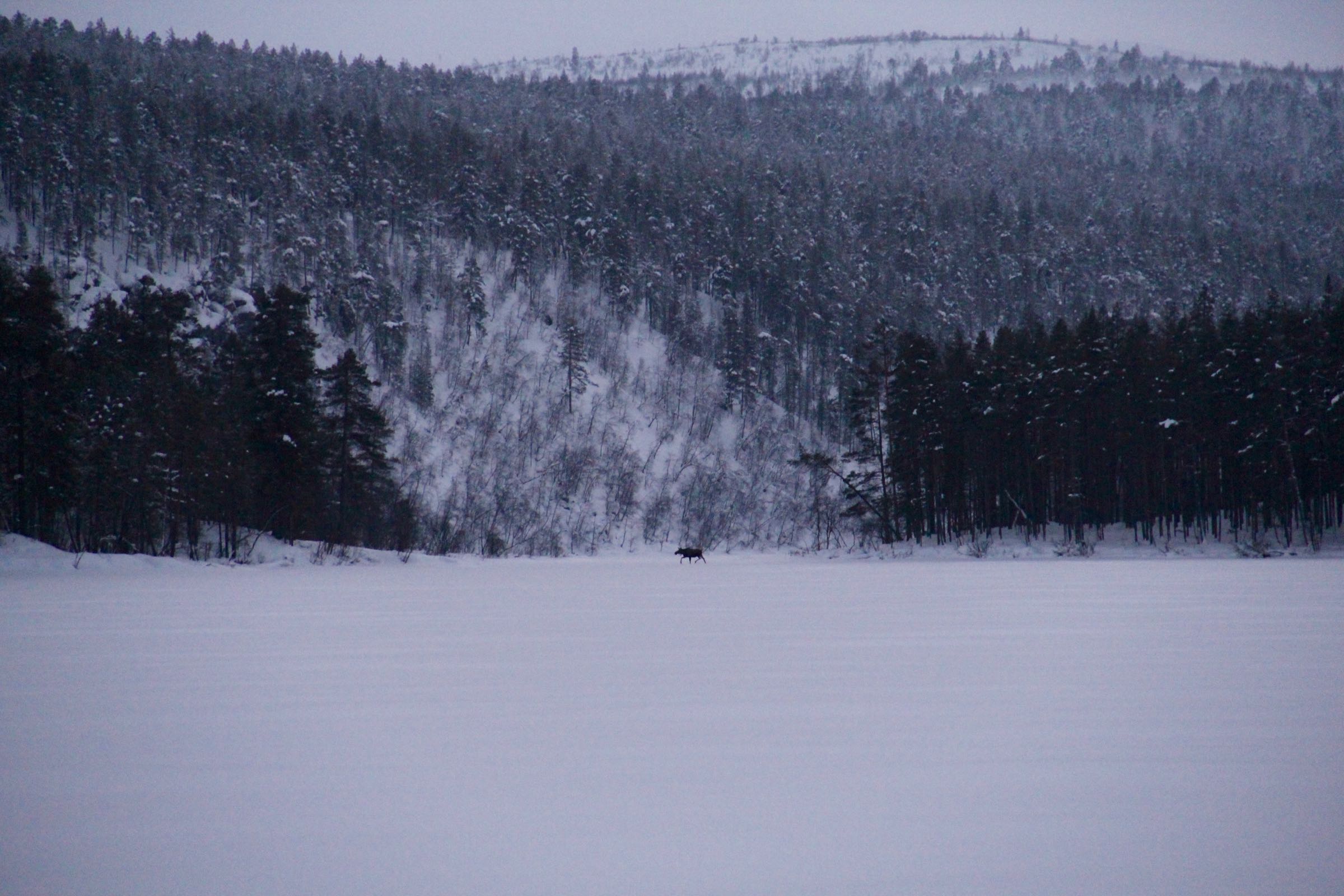 Elch, Lemmenjoki-Nationalpark, Lappland, Finnland