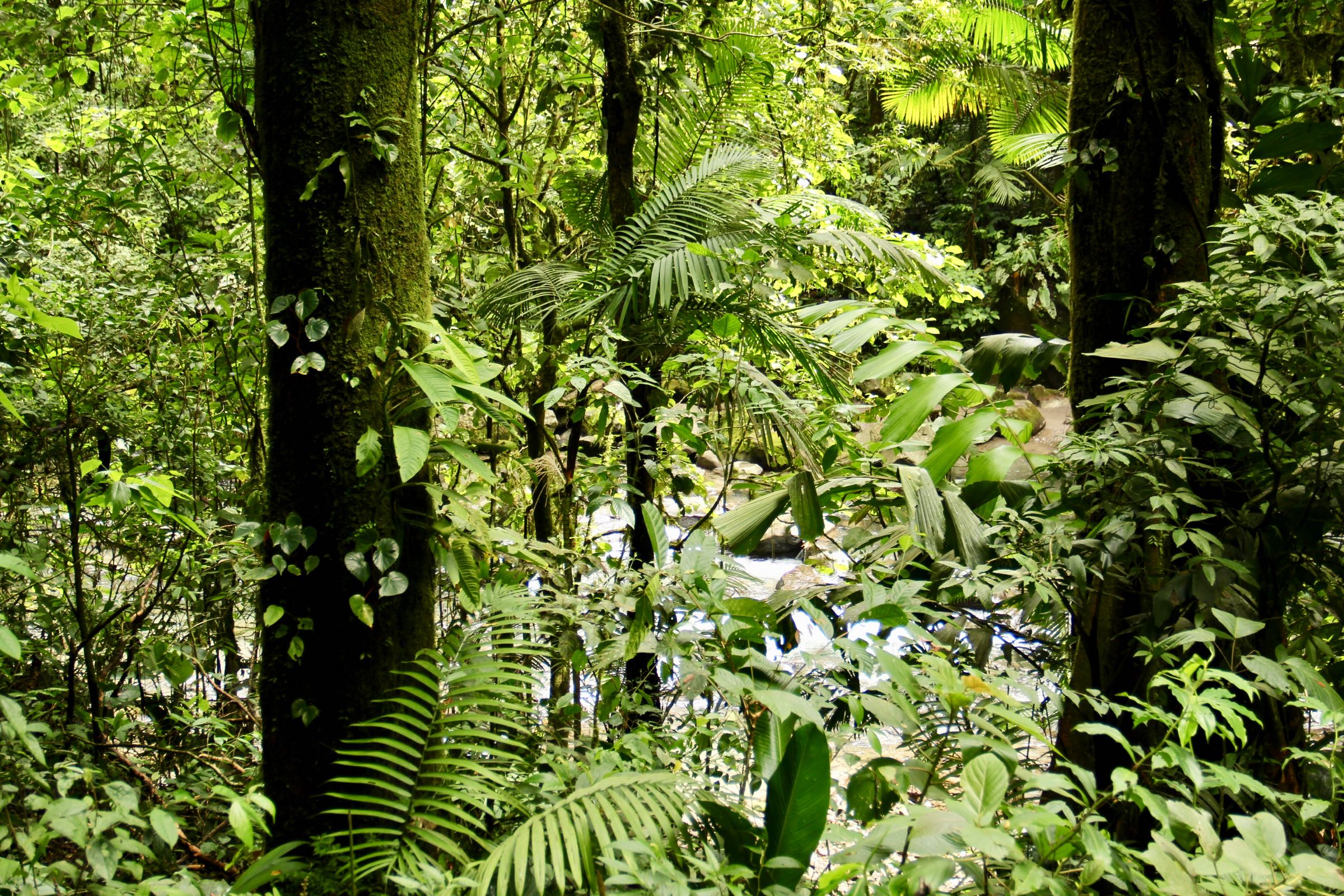 Wald bei La Fortuna, Alajuela, Costa Rica