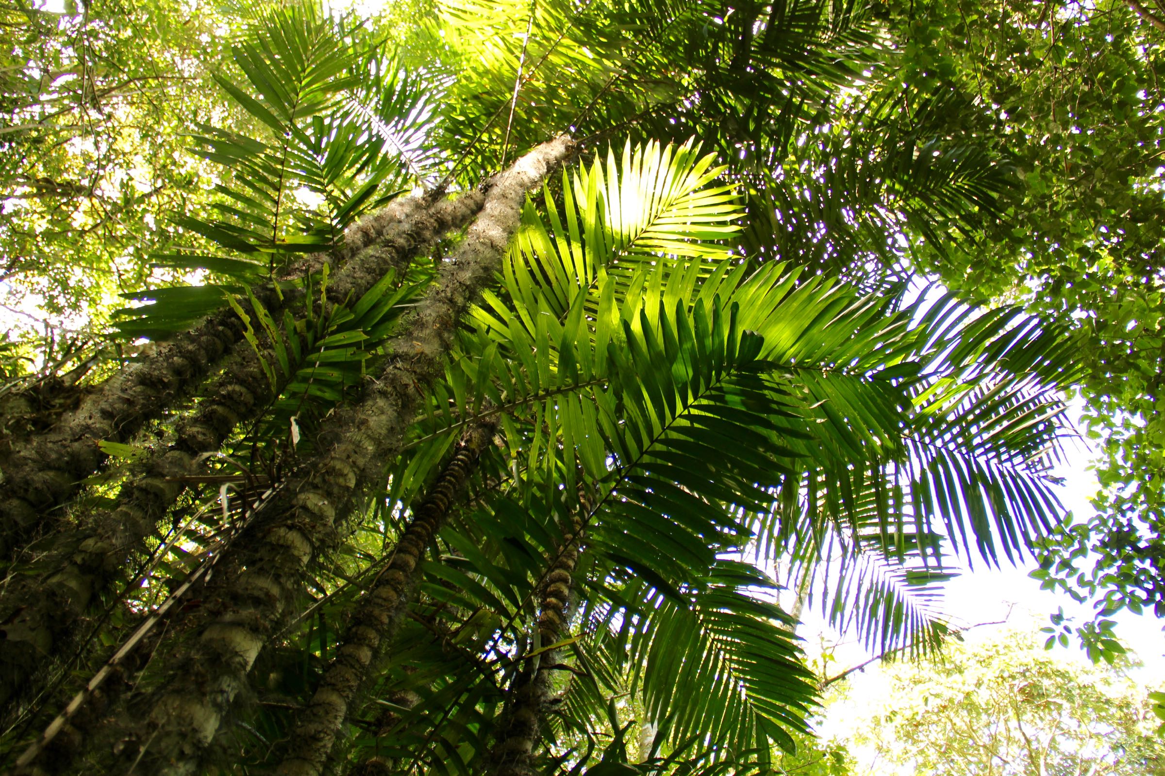 Macauba-Palmen in der Sierra de San Luis, Falcón, Venezuela