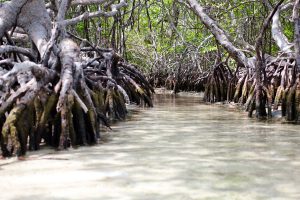 Mangroven im Nationalpark Morrocoy, Falcón, Venezuela