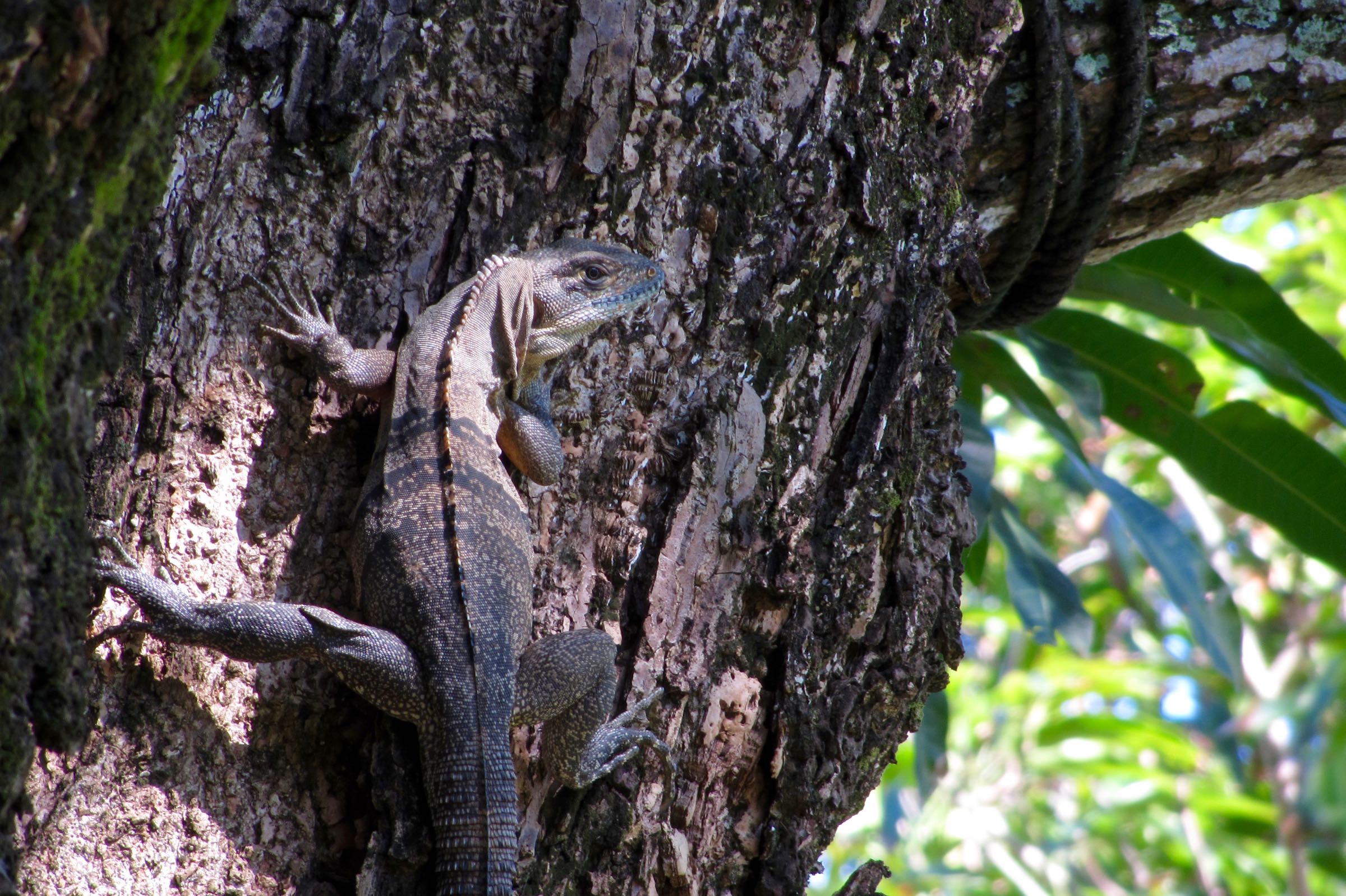 Útila-Leguan, Útila, Islas de la Bahía, Honduras