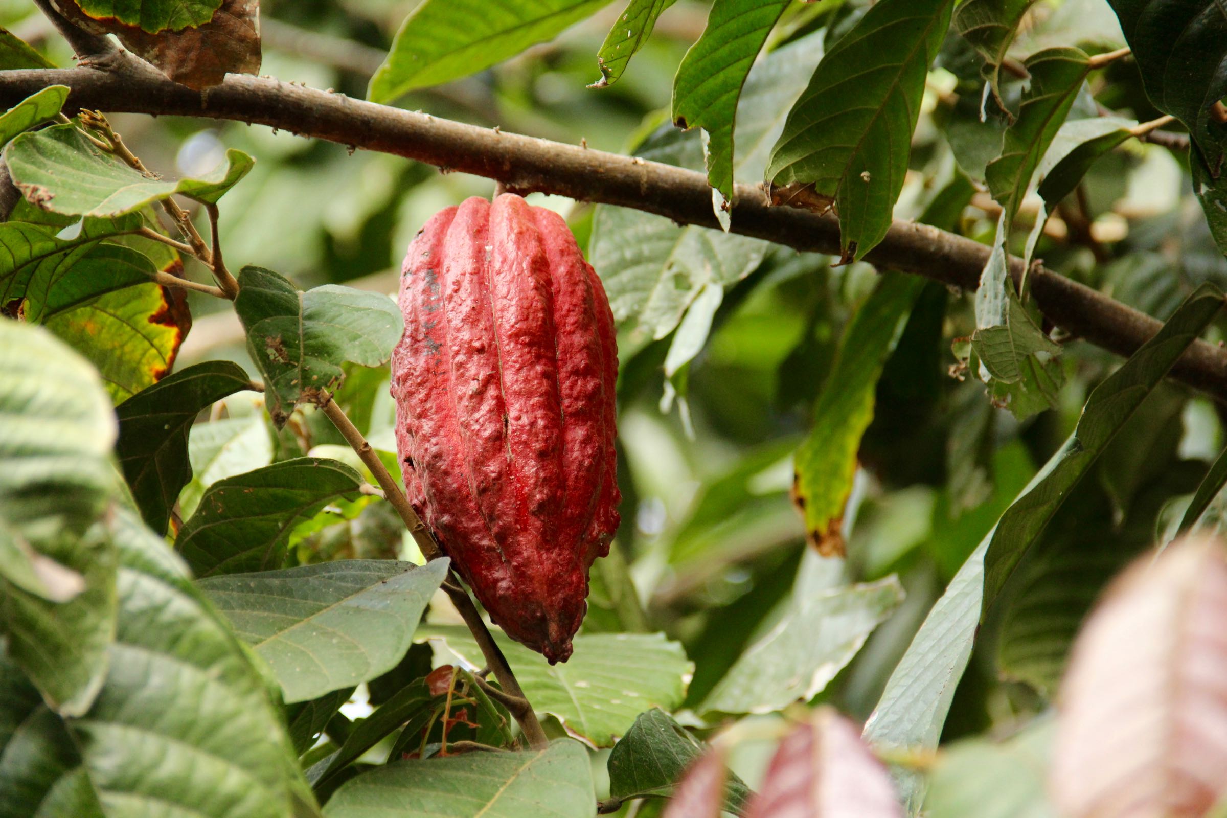 Kakaofrucht, Aragua, Venezuela