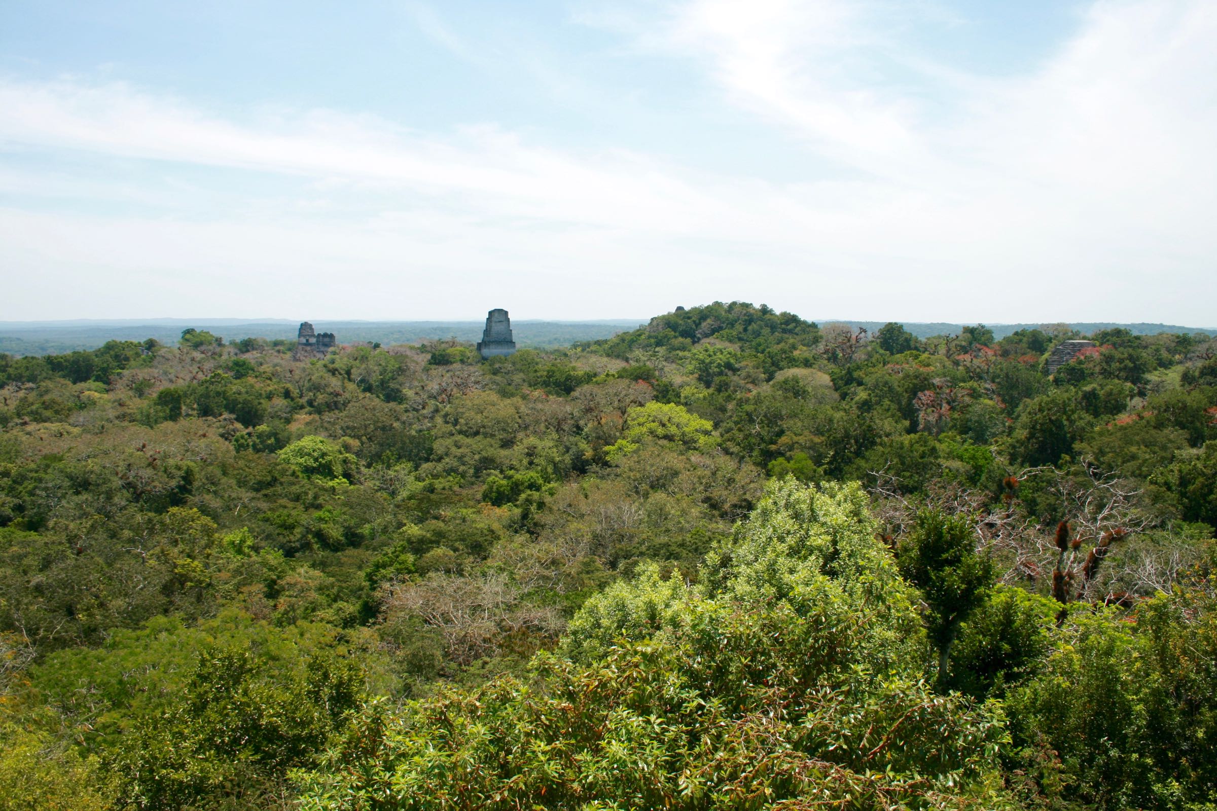 Blick über Tikal, Petén, Guatemala