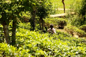 Teeplantage bei Ella, Sri Lanka