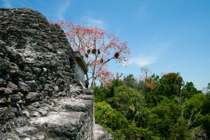 Ruine in Tikal, Petén, Guatemala