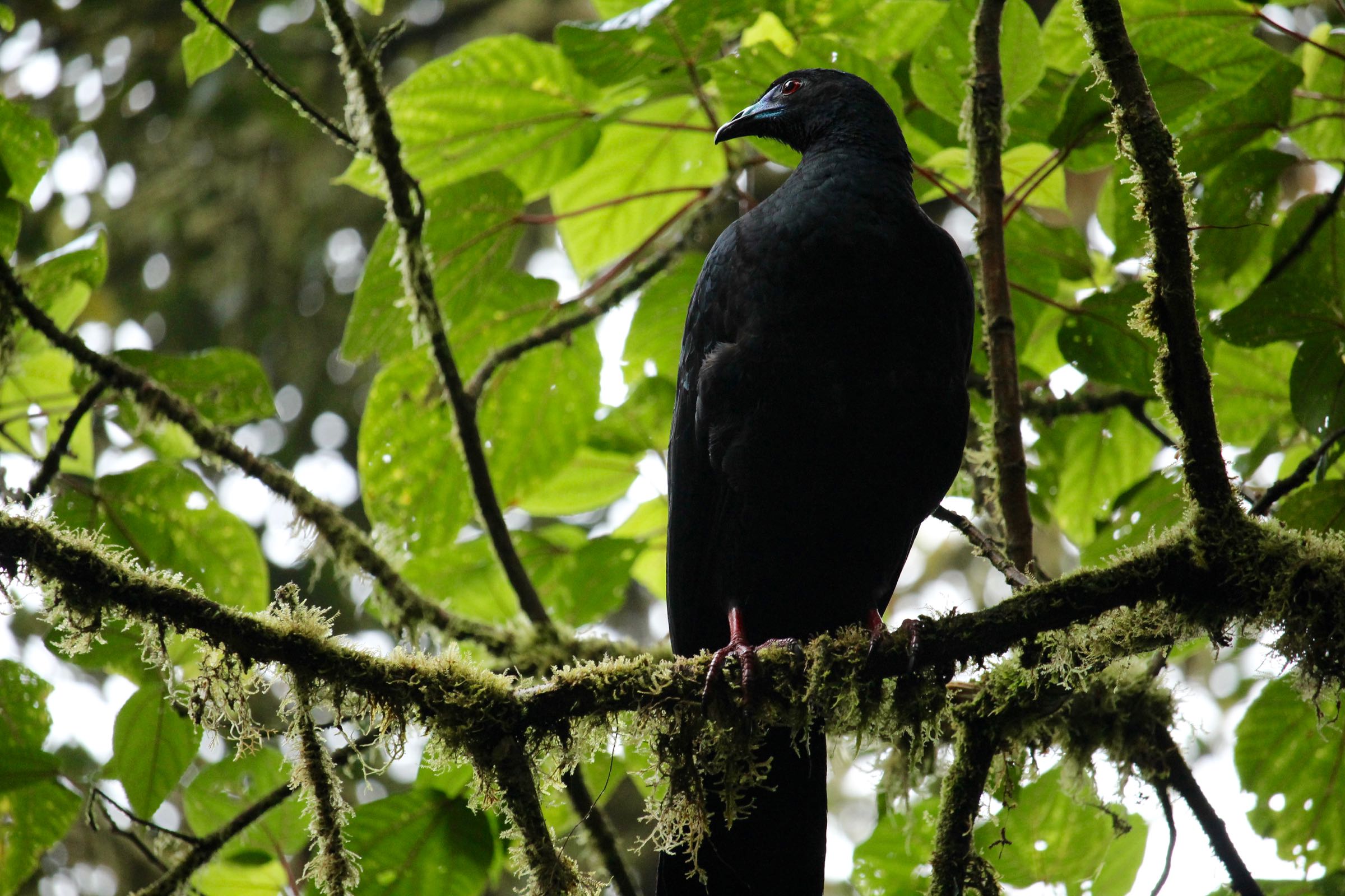 Mohrenguan, Reserva Biológica Bosque Nuboso Monteverde, Puntarenas, Costa Rica