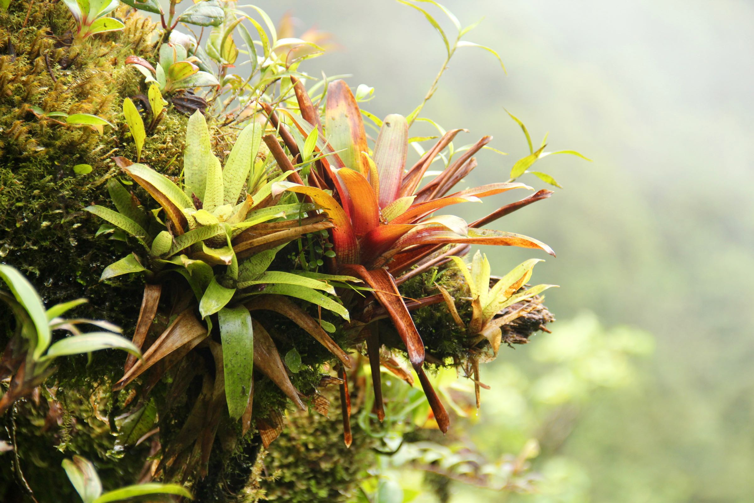 Bromelien, Reserva Biológica Bosque Nuboso Monteverde, Puntarenas, Costa Rica