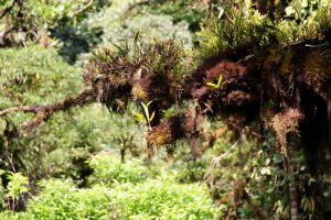 Epiphyten, Reserva Biológica Bosque Nuboso Monteverde, Puntarenas, Costa Rica