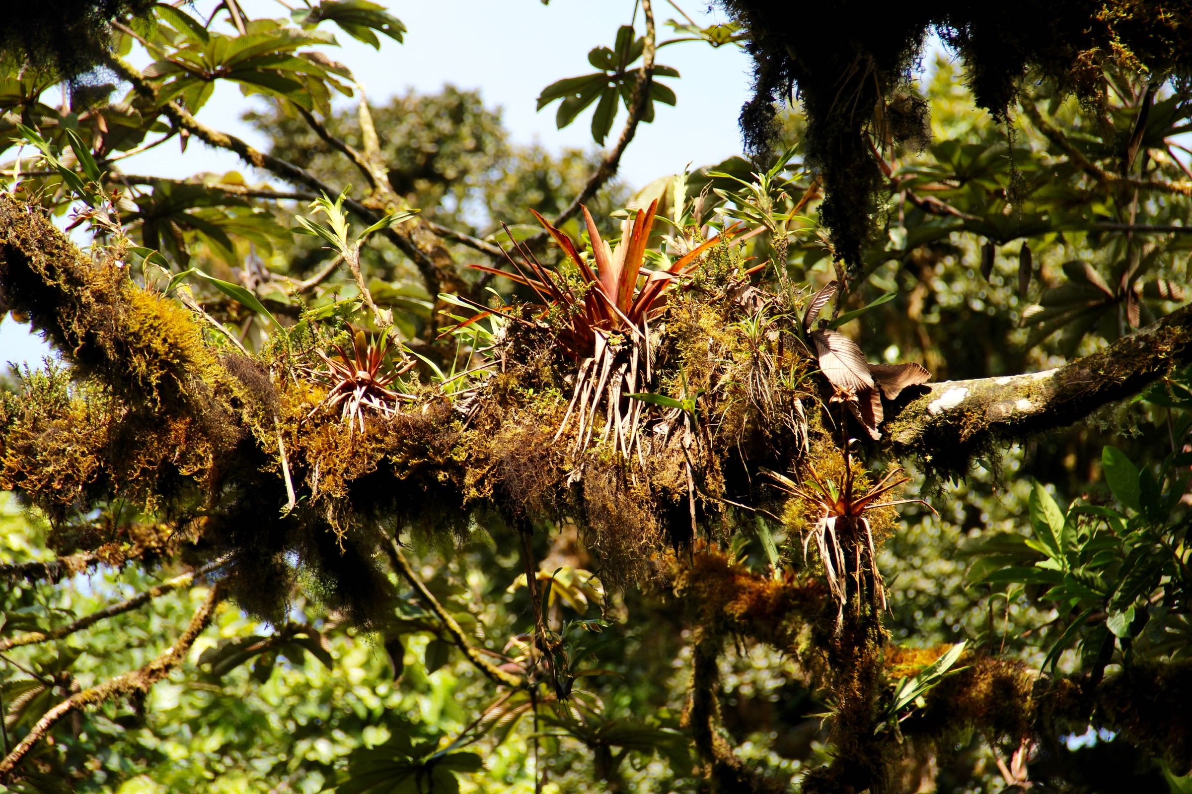 Epiphyten, Reserva Biológica Bosque Nuboso Monteverde, Puntarenas, Costa Rica