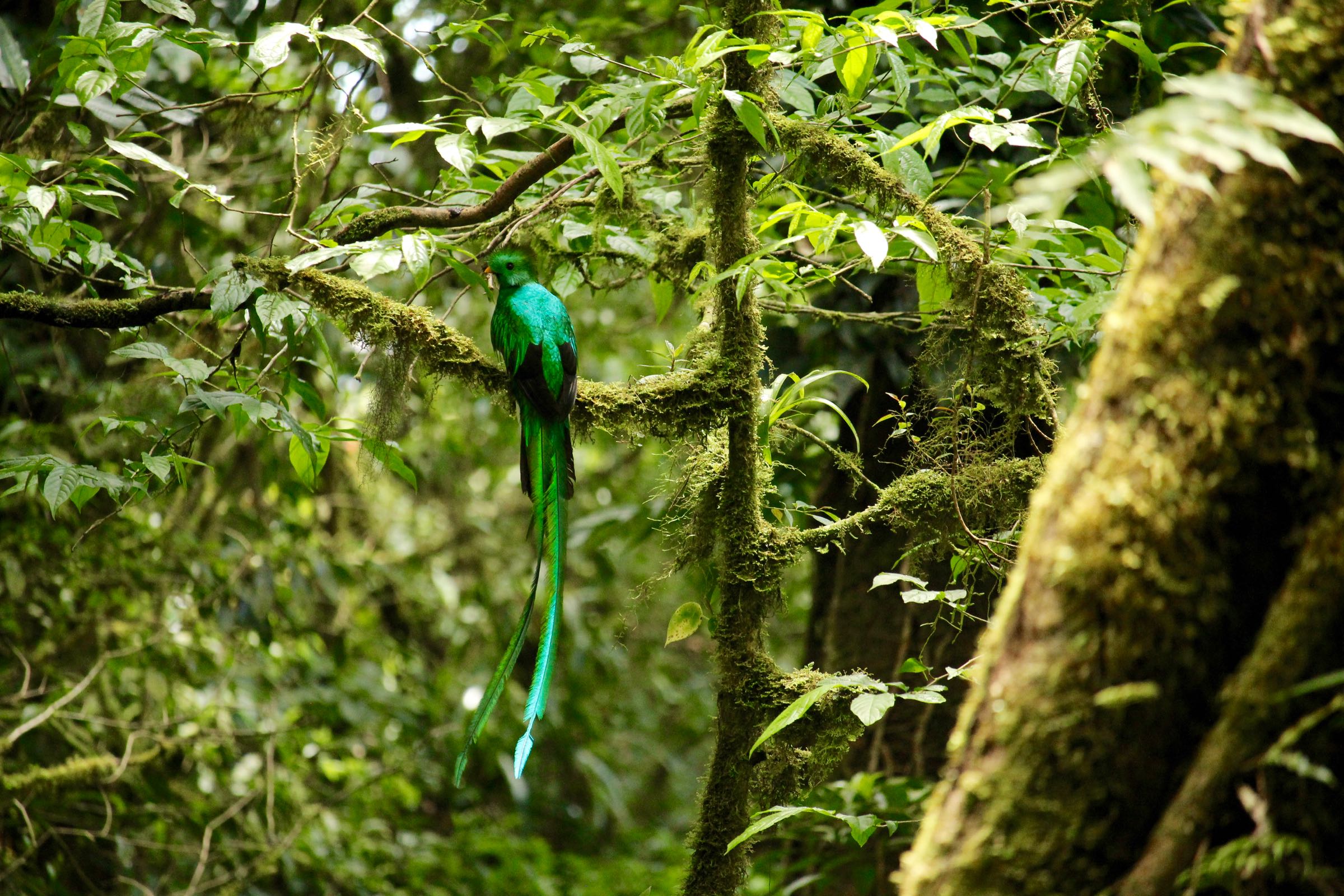 Quetzal, Reserva Biológica Bosque Nuboso Monteverde, Puntarenas, Costa Rica