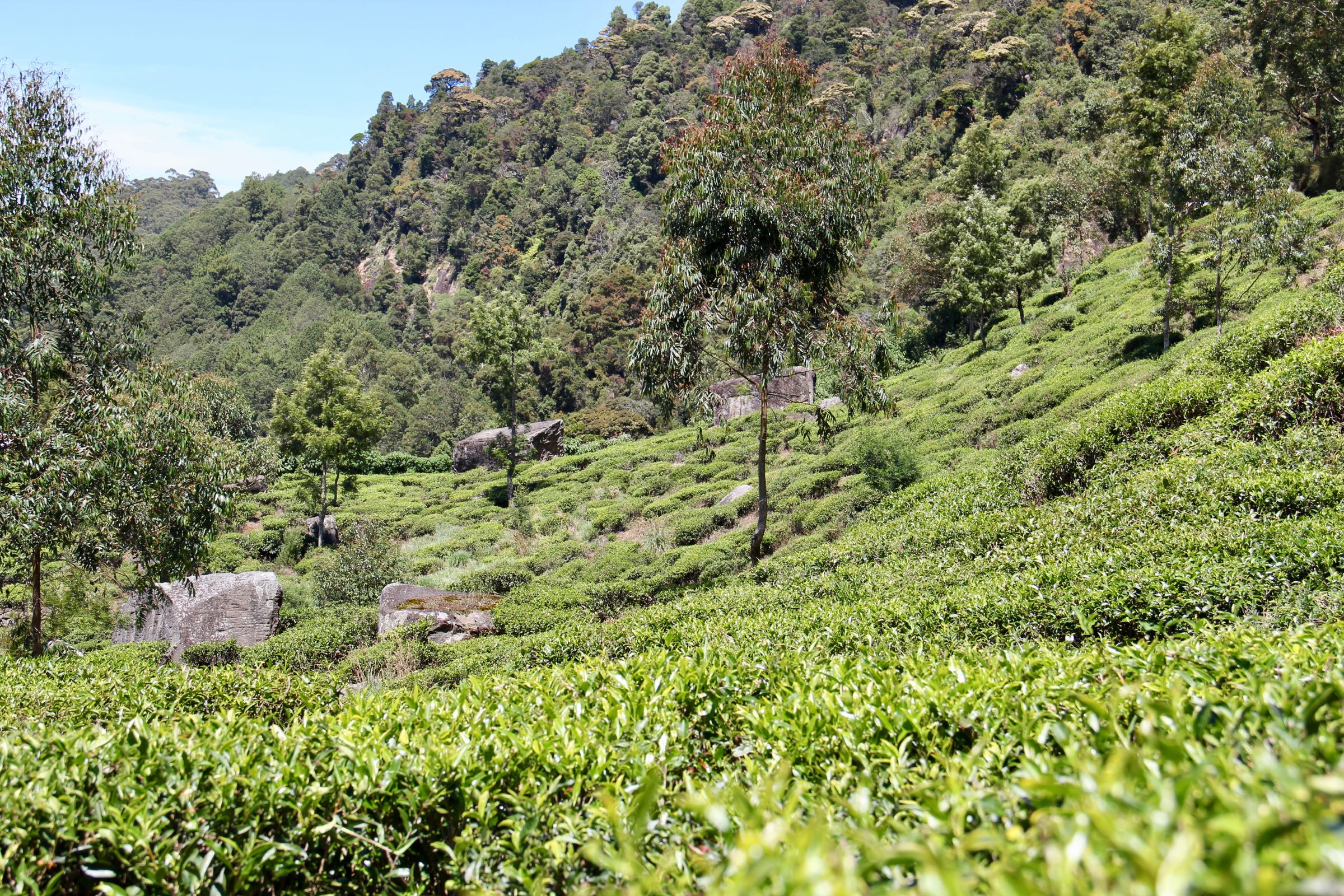 Teeplantage bei Nuwara Eliya, Sri Lanka