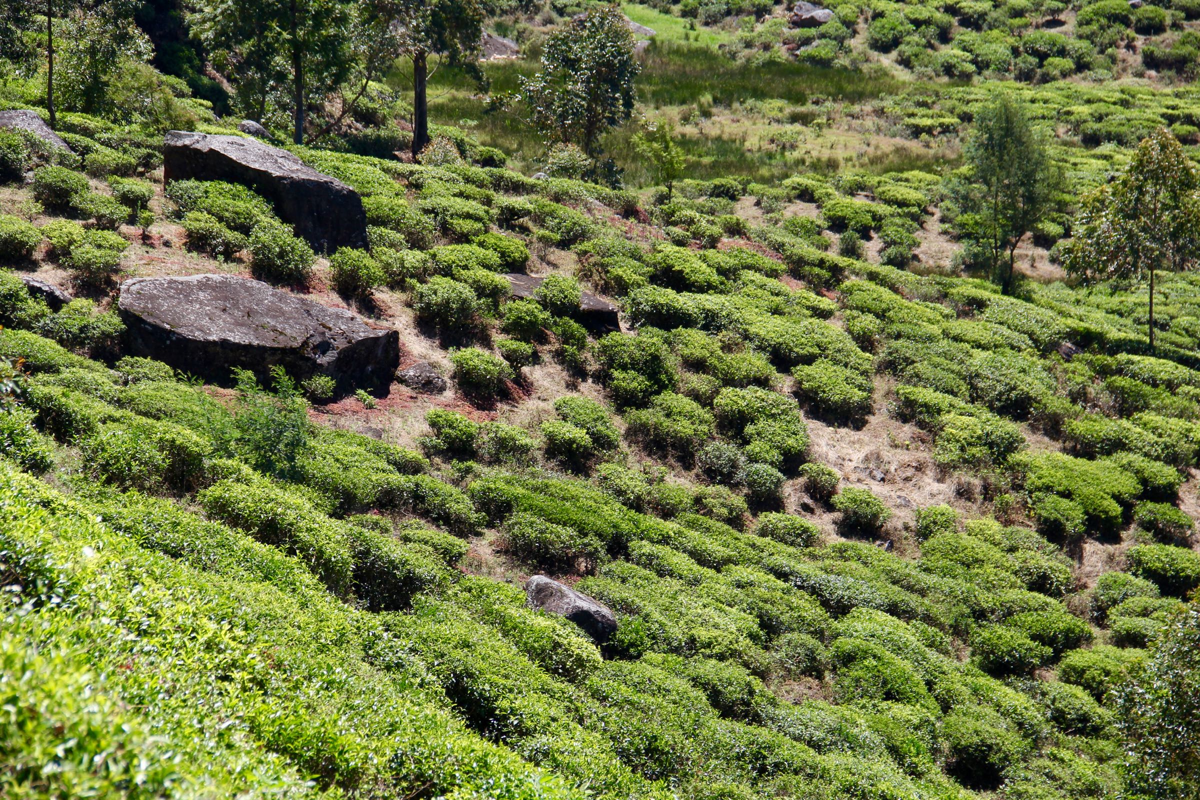 Teeplantage bei Nuwara Eliya, Sri Lanka
