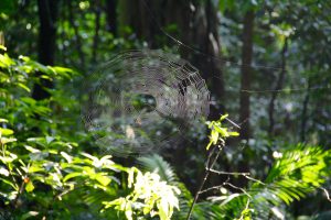 Spinnennetz im Schutzgebiet Tangkoko Duasaudara, Sulawesi, Indonesien