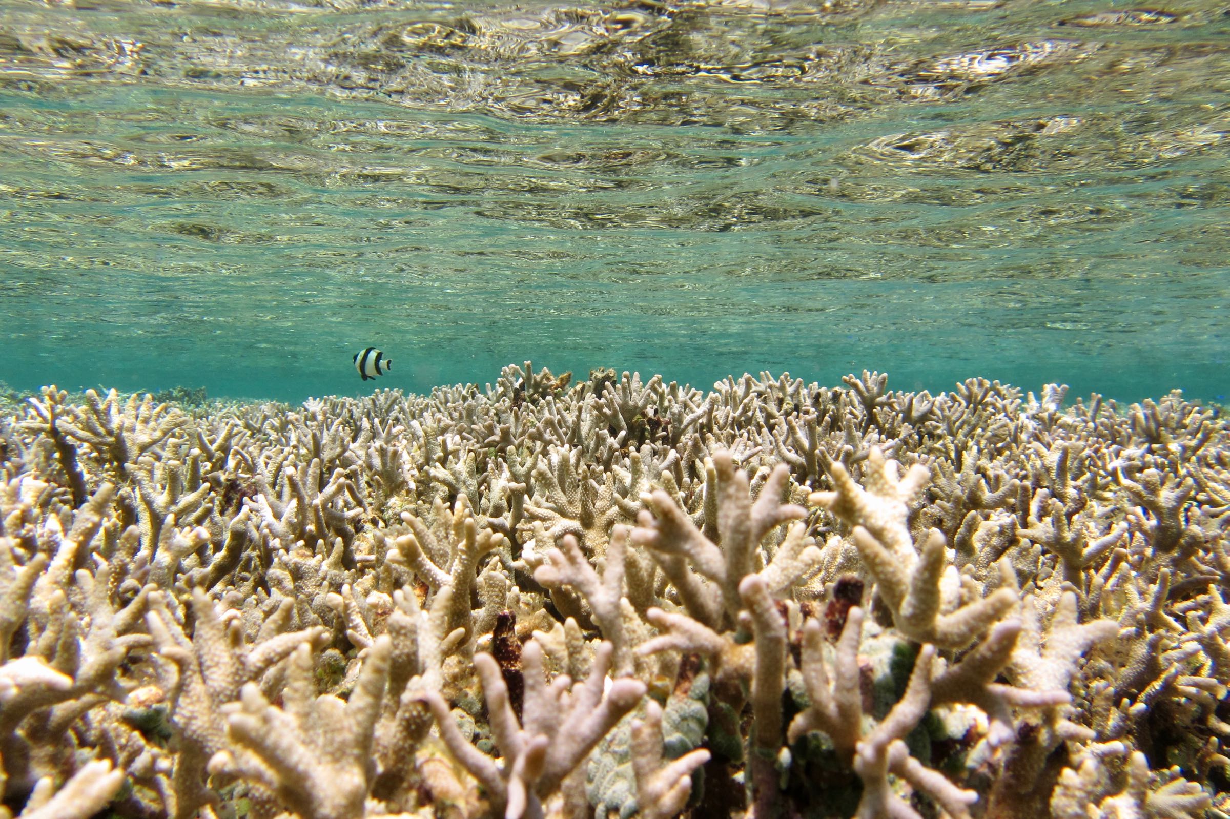 Korallenriff vor Kadidiri, Togian-Inseln, Sulawesi, Indonesien