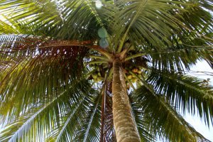 Kokospalme auf Kadidiri, Togian-Inseln, Sulawesi, Indonesien