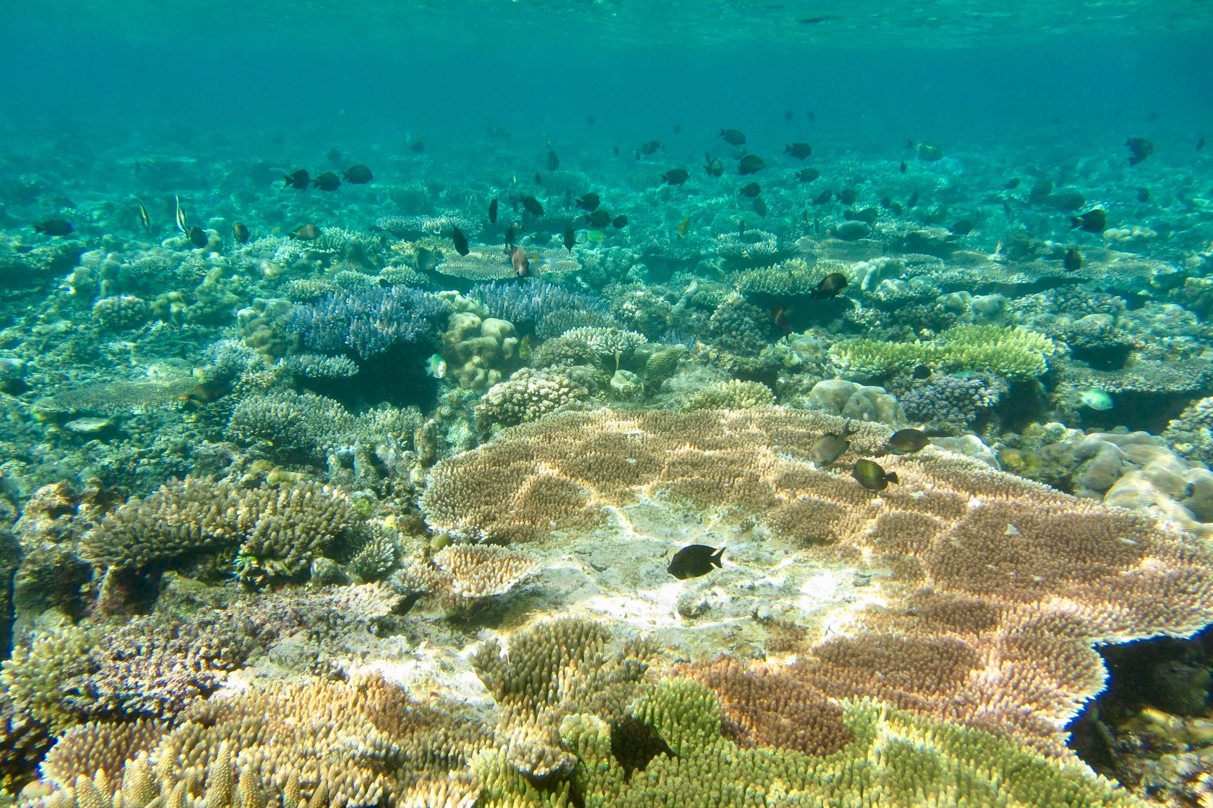 Korallenriff auf den Togian-Inseln, Sulawesi, Indonesien