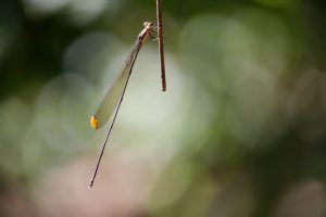 Libelle, Reserva Nacional Absoluta Cabo Blanco, Puntarenas, Costa Rica
