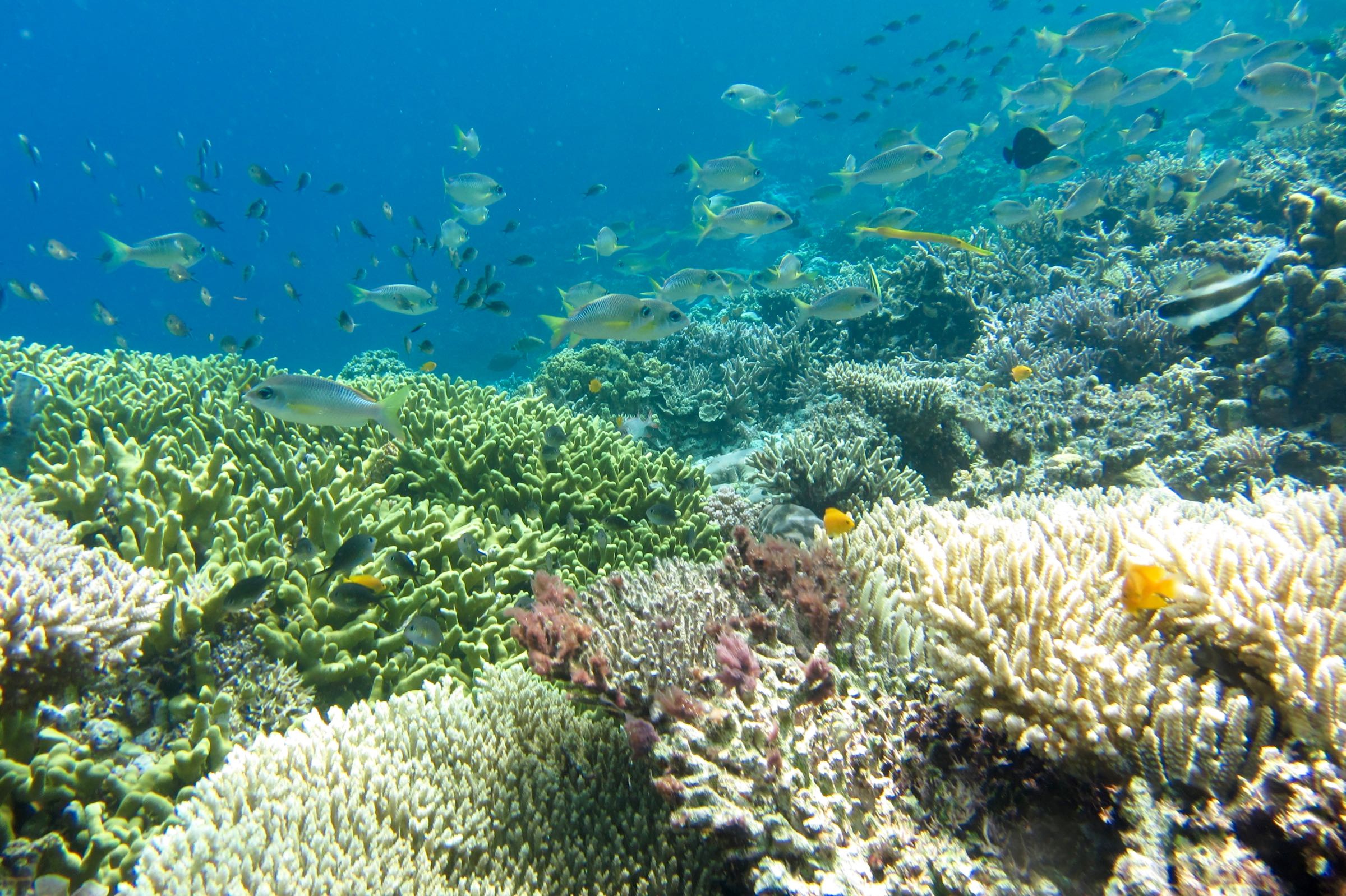 Korallenriff auf den Togian-Inseln, Sulawesi, Indonesien