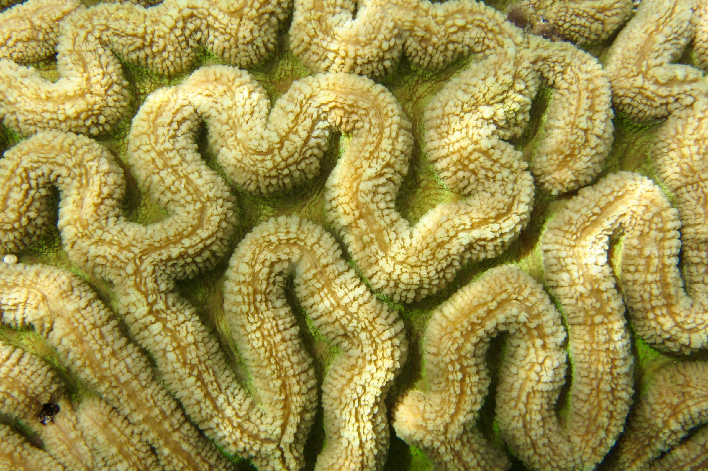 Koralle, Togian-Inseln, Sulawesi, Indonesien
