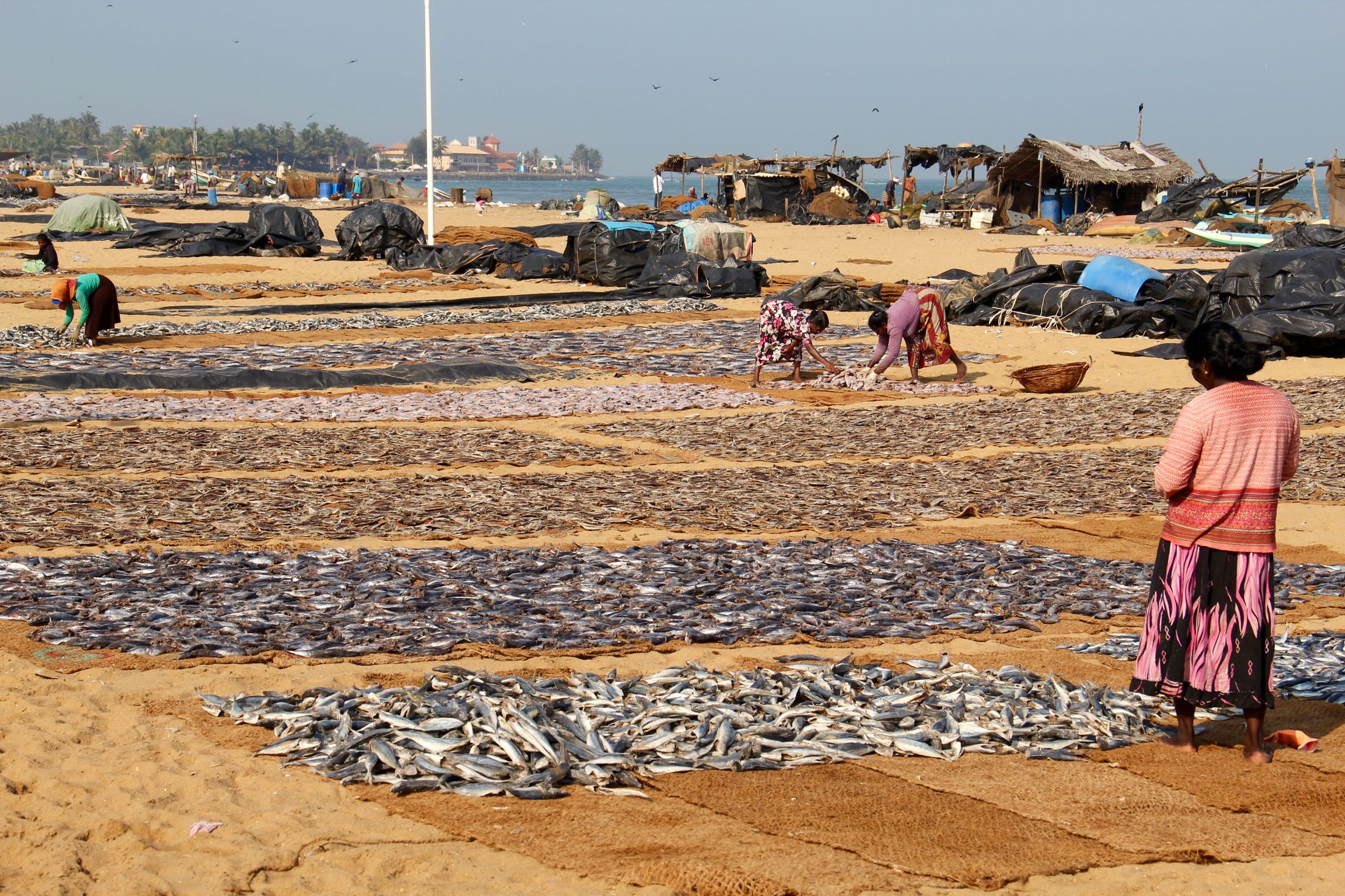 Frauen beim Auslegen von Trockenfisch, Negombo, Sri Lanka