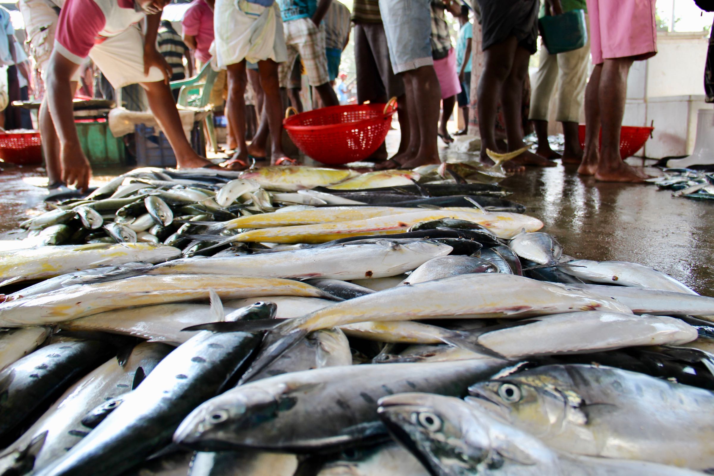Fischmarkt in Negombo, Sri Lanka
