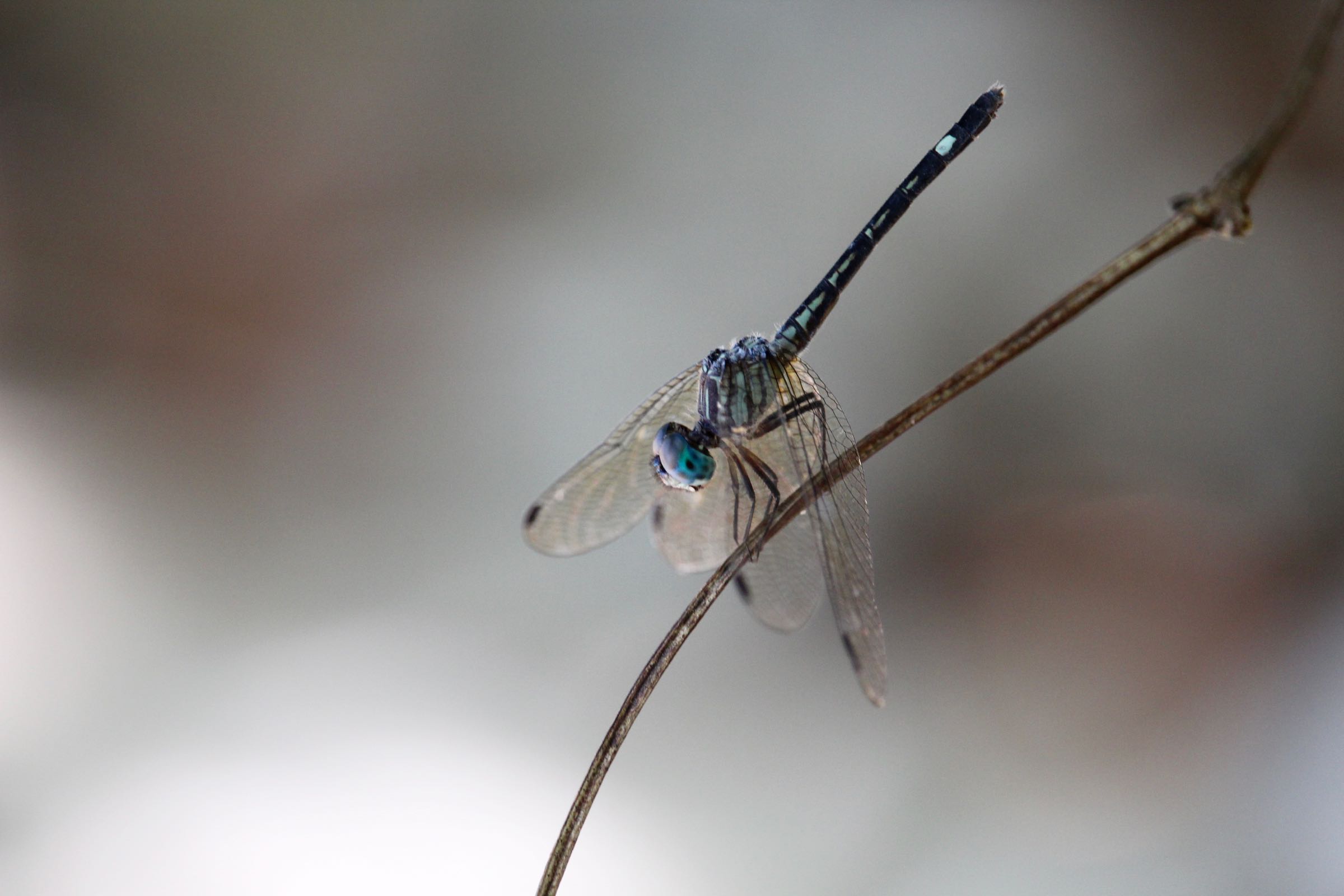 Libelle, Nationalpark Cahuita, Limón, Costa Rica