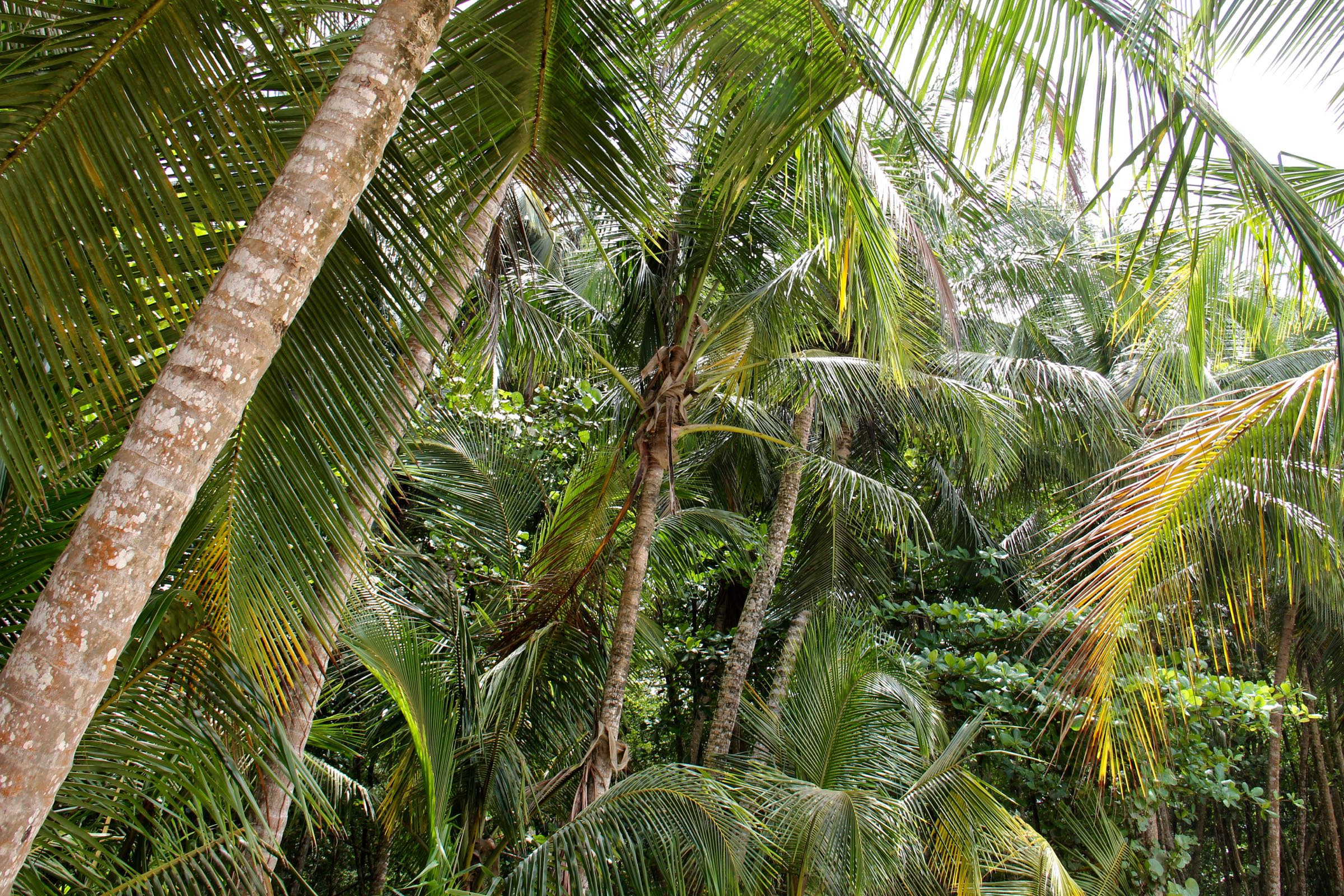 Kokospalmen, Refugio Natural de Vida Silvestre Gandoca-Manzanillo, Limón, Costa Rica