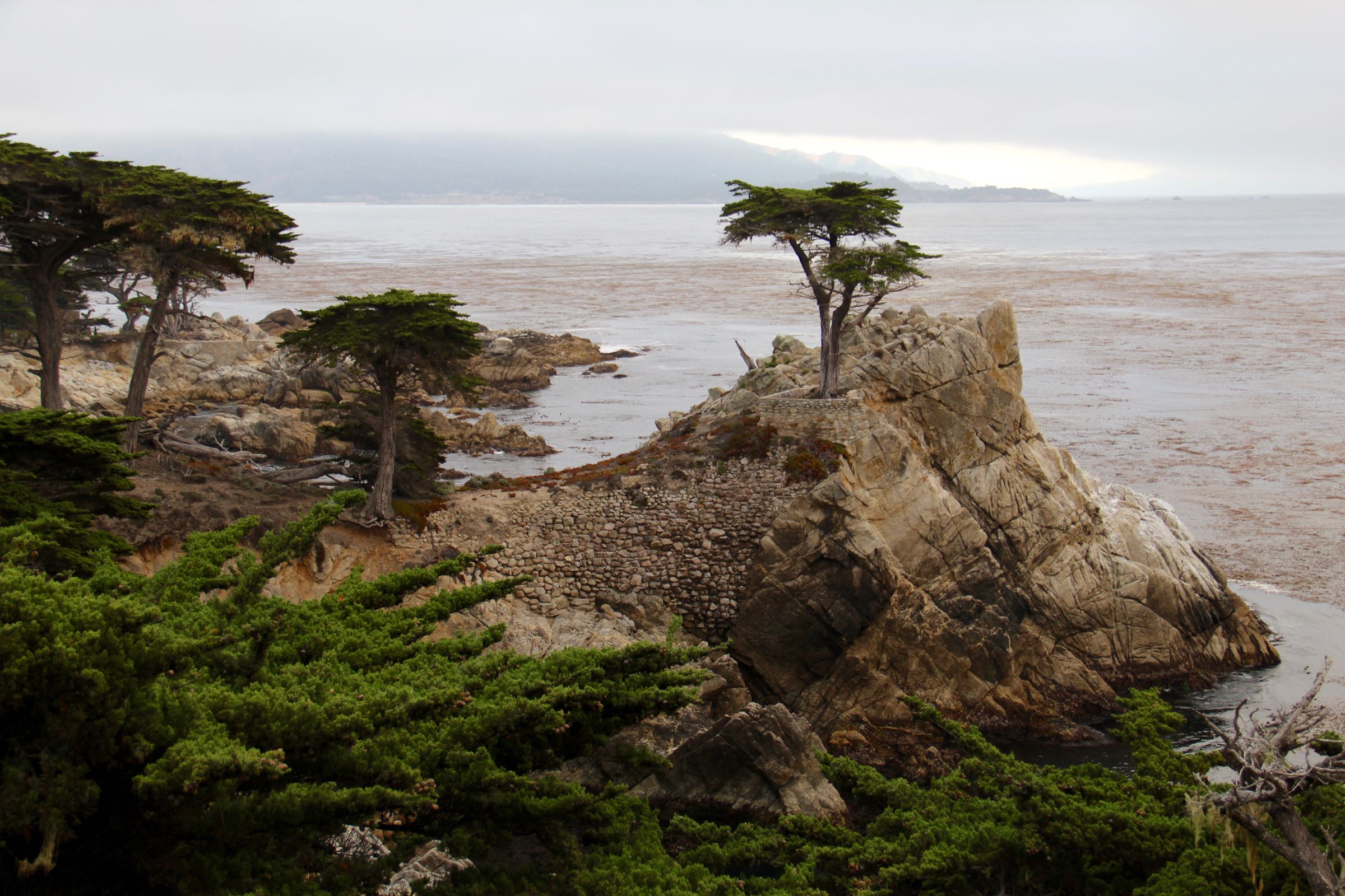 Zypresse, Monterey Bay, Kalifornien, USA