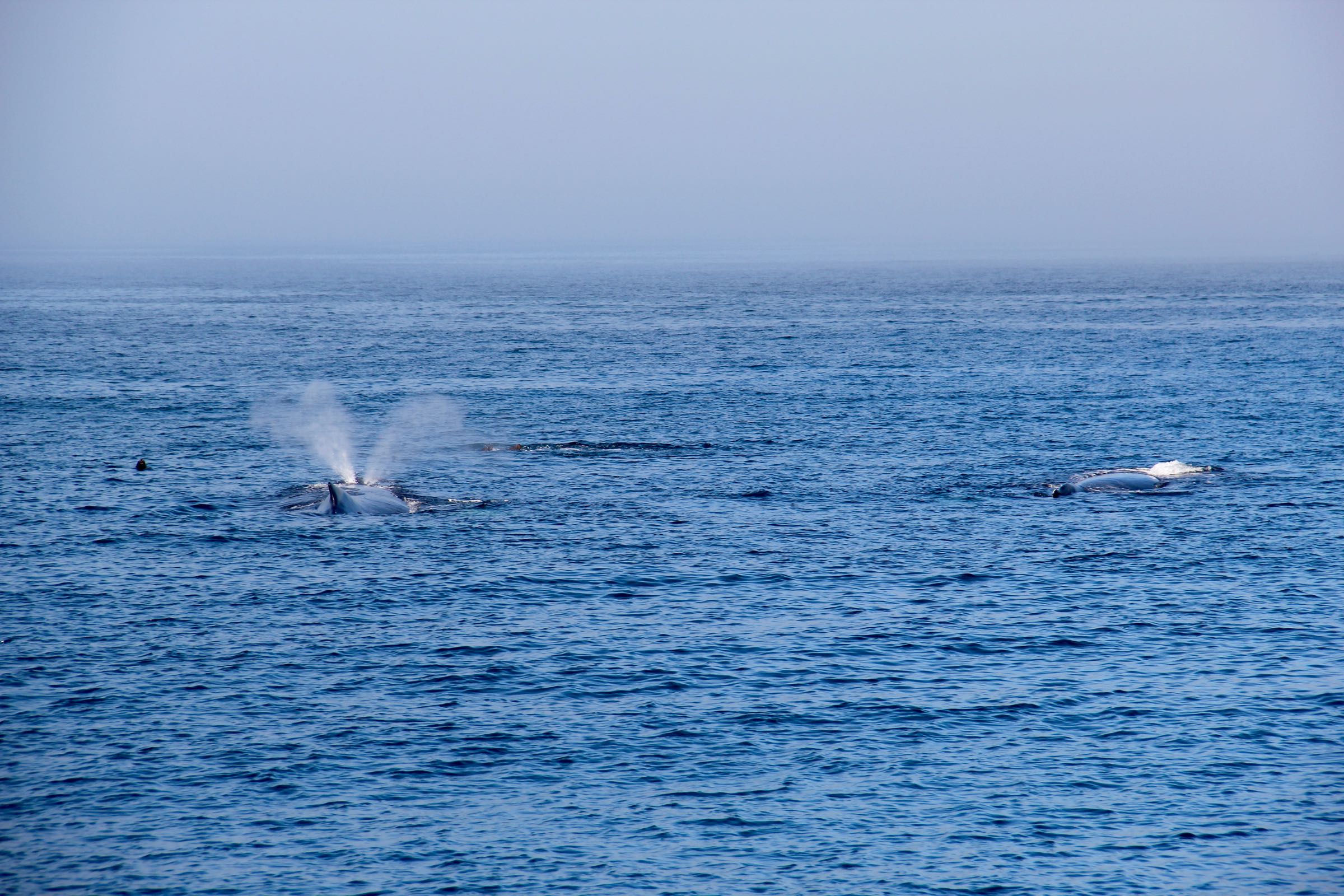 Buckelwale, Monterey Bay, Kalifornien, USA
